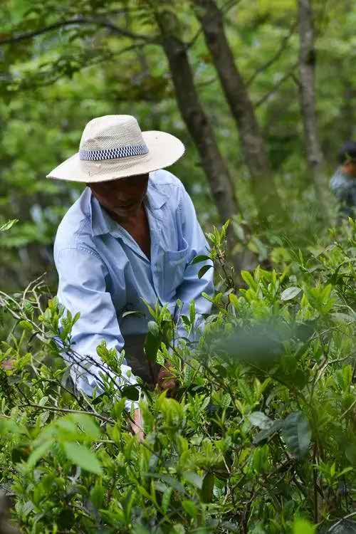 Picking kemmun black tea in high mountain