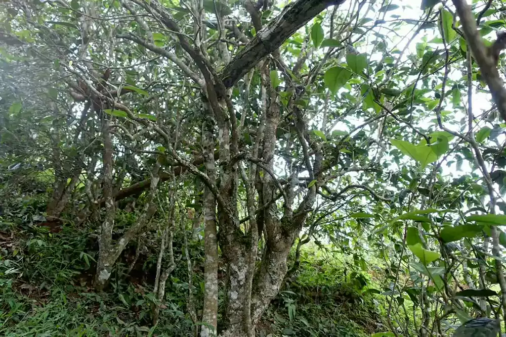 Ancient Pu-erh Tea Tree