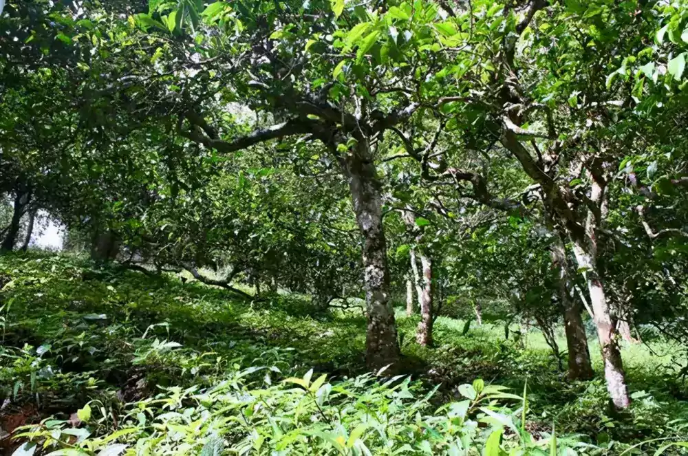 Xi Gui Pu-erh Tea Garden