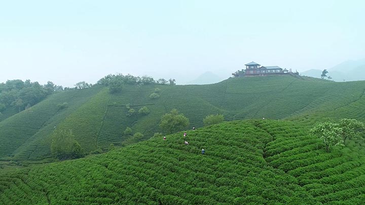 Xin Yang Mao Jian Tea Garden