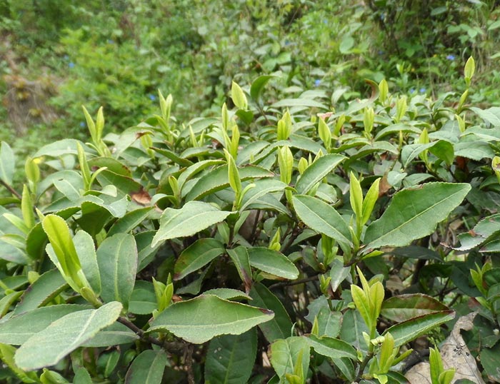 Xin Yang Mao Jian Tea Trees