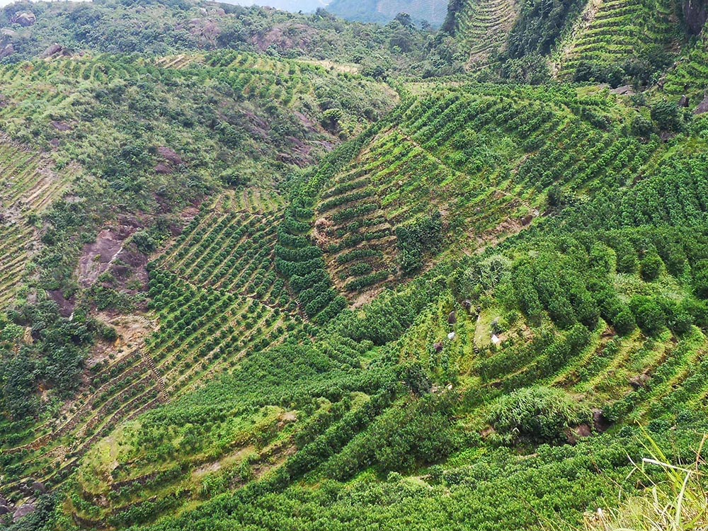 A Large Tea Forest On The Phoenix Mountain