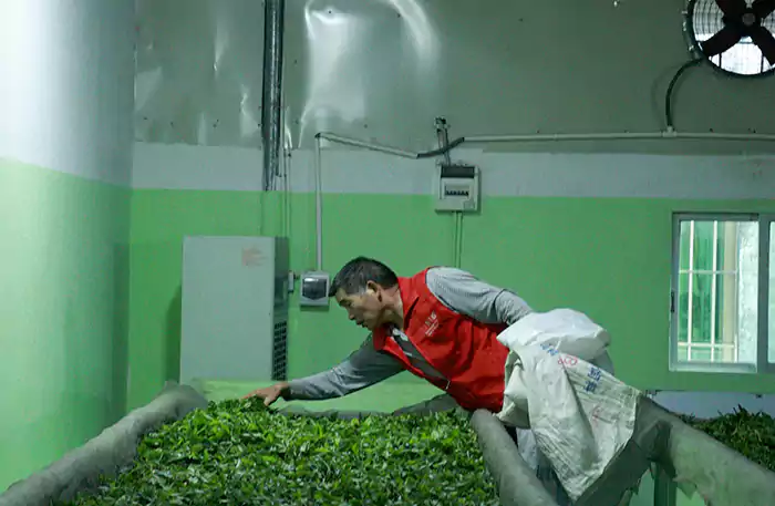 A Worker Is Preparing Fresh Leaves Of Yingde Black Tea