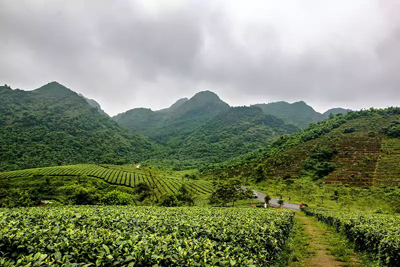 An Yingde Tea Garden Surrounded By Mountains