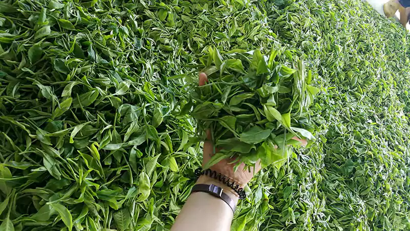 Young Leaves Used For Making Yingde Black Tea