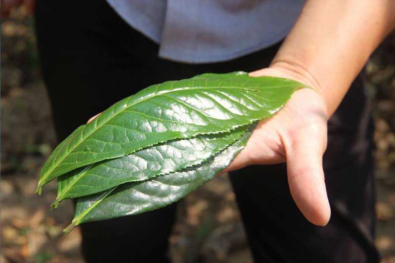 Leaves Of Yunnan Big Leaf Species