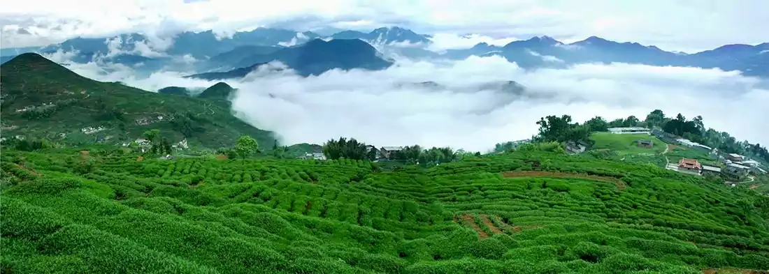 Anxi Tieguanyin Tea Garden