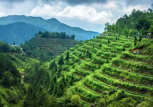 Gao Shan Tea Garden