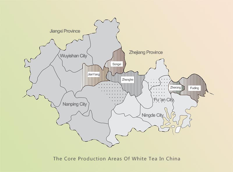 The Core Production Areas Of White Tea In China